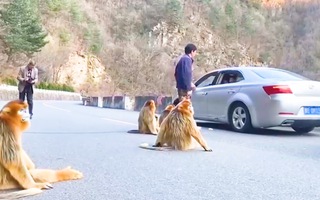 Video: Đàn khỉ tràn xuống đường tìm thức ăn, gây nên cảnh kẹt xe