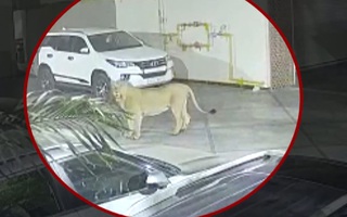 Video: Hoảng hốt phát hiện sư tử đi dạo trong khách sạn