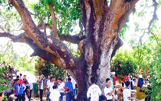 Video: Cây xoài đại thụ hơn 300 tuổi ở Bạc Liêu thu hút khách thăm quan