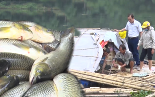 Video: Hơn 51 tấn cá chết trên sông Mã