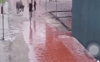 Video: Trâu điên 'đại náo' trên đường phố Thái Nguyên