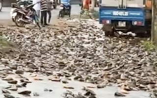 Video: Lật xe tải, hàng ngàn con cá rơi xuống đường ở Đồng Nai