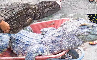 Video: Người dân bắt được 2 con cá sấu hơn 70kg dưới kênh ở vùng ven TP.HCM
