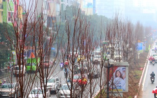 Video: Trồng rồi lại thay toàn bộ cây phong lá đỏ ở Hà Nội