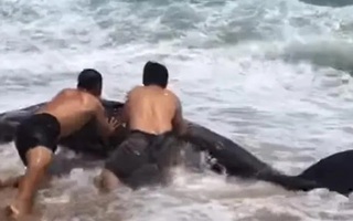 Video: Cá voi dạt vào bờ, người dân cố gắng đưa trở về biển nhưng bất thành