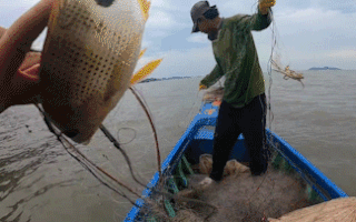 Video: Mê tít buổi đánh lưới bội thu ở biển Rạch Giá