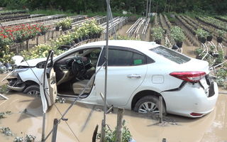 Video: Tìm tài xế thuê xe hơi tự lái, lao xuống ruộng hoa hồng rồi mất dạng