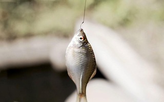Độc đáo nghệ thuật câu cá ‘siêu tí hon’ của người Nhật