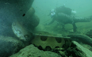 Video: Ly kỳ trải nghiệm lặn cùng trăn Anaconda khổng lồ dài 6 mét, nặng gần 100 ký