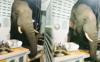 Video: Đứng tim khi phát hiện voi húc thủng tường, 'đột nhập' nhà bếp tìm thức ăn