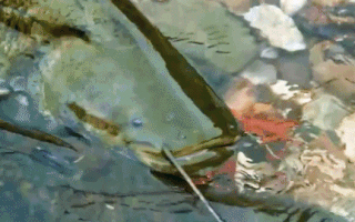 Video: 'Thủy quái' hơn 100kg chuyên săn bồ câu ở bờ sông