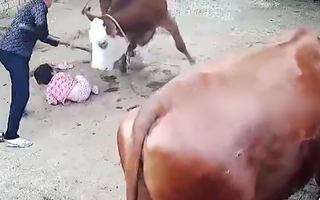 Video: Bò nổi điên tấn công bé gái tới tấp, người phụ nữ rất vất vả mới cứu được