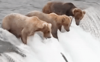 Video: Gấu xám há miệng chờ cá hồi vượt thác ở Alaska