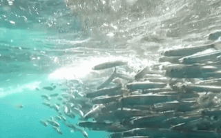 Video: Cảnh quay ngoạn mục khi hàng triệu con cá mòi di cư