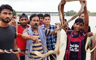 Video: Lại bất chấp dịch Covid-19, hàng trăm người mang rắn đi diễu hành ở Ấn Độ