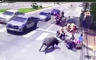 Video: Trâu 'điên' gây náo loạn trên đường phố Thái Lan