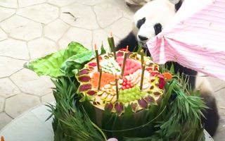 Video: Gấu trúc lên 7 tuổi được nhân viên sở thú tổ chức sinh nhật