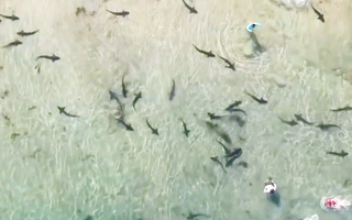 Video: Hàng trăm con cá mập báo xuất hiện gần bờ biển ở Mỹ