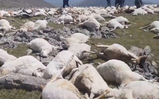 Video: Đàn cừu hàng trăm con bị sét đánh nằm la liệt ở Gruzia