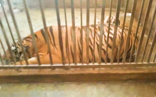 Video: Cận cảnh căn nhà có cách âm nuôi nhốt 17 con hổ, hàng xóm không hề hay biết
