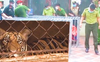 Video: Vụ nuôi cả đàn hổ ở Nghệ An, Đoàn liên ngành từng kiểm tra nhưng không phát hiện