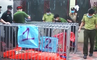 Video: Nguyên nhân dẫn đến hổ chết ở Nghệ An vẫn chưa được xác định chính xác