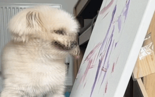 Video: Nhờ nổi tiếng, con chó 'bán' được bức tranh với giá 160 triệu đồng