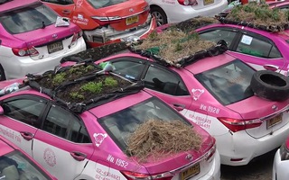 Video: Dịch COVID-19 'đóng băng' taxi, hàng ngàn chiếc ô tô trở thành nơi trồng rau