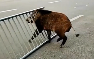 Video: Lợn rừng gây náo loạn trên đường phố, húc văng giải phân cách khiến cảnh sát phải nổ súng