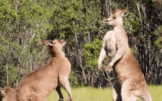 Video: Vì sao cứ đến mùa giao phối, kangaroo đấm đá nhau chí tử?