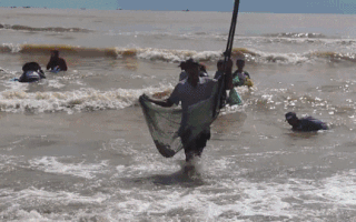 Video: Người dân Nghệ An thu tiền triệu từ việc vớt ngao dạt vào bờ biển sau mưa bão