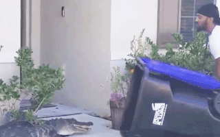 Video: 'Thót tim' cảnh người đàn ông dùng thùng rác ‘hốt’ con cá sấu bò vào nhà