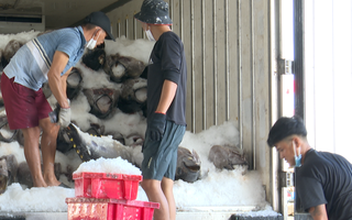Video: Ngư dân 'trúng mùa được giá' cá ngừ đại dương ngày cận Tết