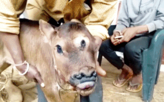 Video: Kỳ lạ con bê có 3 mắt 4 mũi vừa được sinh ra khỏe mạnh tại Ấn Độ