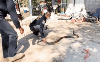 Video: Tay không bắt rắn hổ mang dài 3m trốn dưới tủ bếp nhà dân