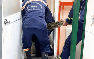 Video: Bắt con trăn 25kg trên trần nhà người dân ở quận Tân Phú