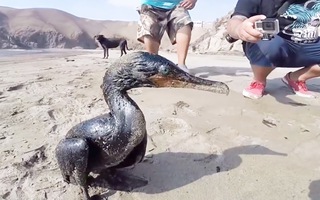 Video: Giải cứu chim biển và khắc phục dầu tràn sau thảm họa sóng thần ở Tonga