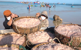 Video: Ngư dân Quảng Ngãi trúng đậm mùa ruốc ngày cận Tết