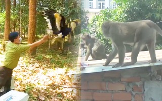 Video: Bầy khỉ đuôi dài ‘quậy tưng’ ở TP.HCM được thả về môi trường tự nhiên