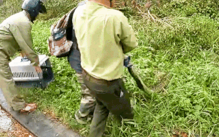 Video: Bắt trăn gấm 30kg quấn chết khỉ gần khu dân cư dưới chân núi Sơn Trà