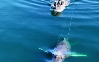 Video: Khoảnh khắc giải cứu cá voi lưng gù bị mắc vào dây câu tôm hùm