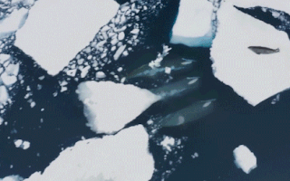 Video: 'Chiến thuật' săn hải cẩu của cá voi sát thủ ở biển băng