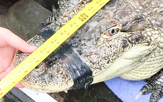 Video: Phát hiện người đàn ông nuôi cá sấu dài hơn 2 mét trong container