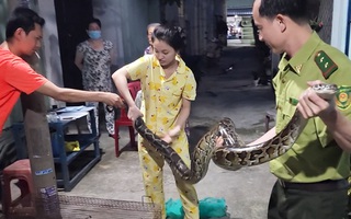 Video: Người dân ở TP.HCM bắt được trăn 3 mét tại bờ kênh, mời kiểm lâm đến tiếp nhận