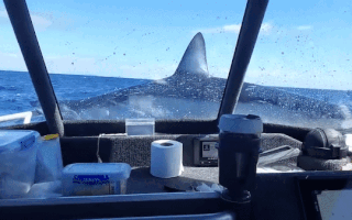 Video: Cá mập 150kg nhảy vọt lên thuyền sau khi mắc câu