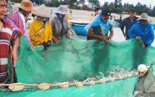 Video: Ngư dân Quảng Ngãi trúng gần 3 tấn cá sòng, nhiều người kéo đến mua