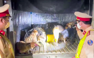 Video: Cảnh sát truy đuổi 2km, bắt hai đối tượng đi xe tải trộm hàng chục con chó