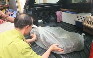 Video: Người dân giao trăn đất 'khủng' 53kg, dài hơn 5 mét cho kiểm lâm