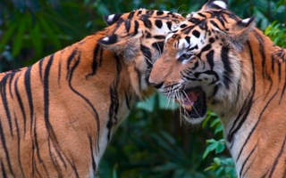 Video: Cận cảnh đàn hổ được chăm sóc ‘tận răng’ ở Safari Phú Quốc