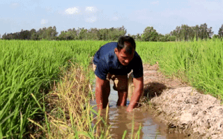 Video: 'Biệt tài' bắt lươn của người đàn ông mù